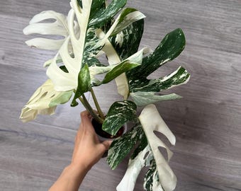 ligustrum green diamond Ligustrum Greenery Foliage (Fresh Cut) – Greenchoice Flowers main image 1