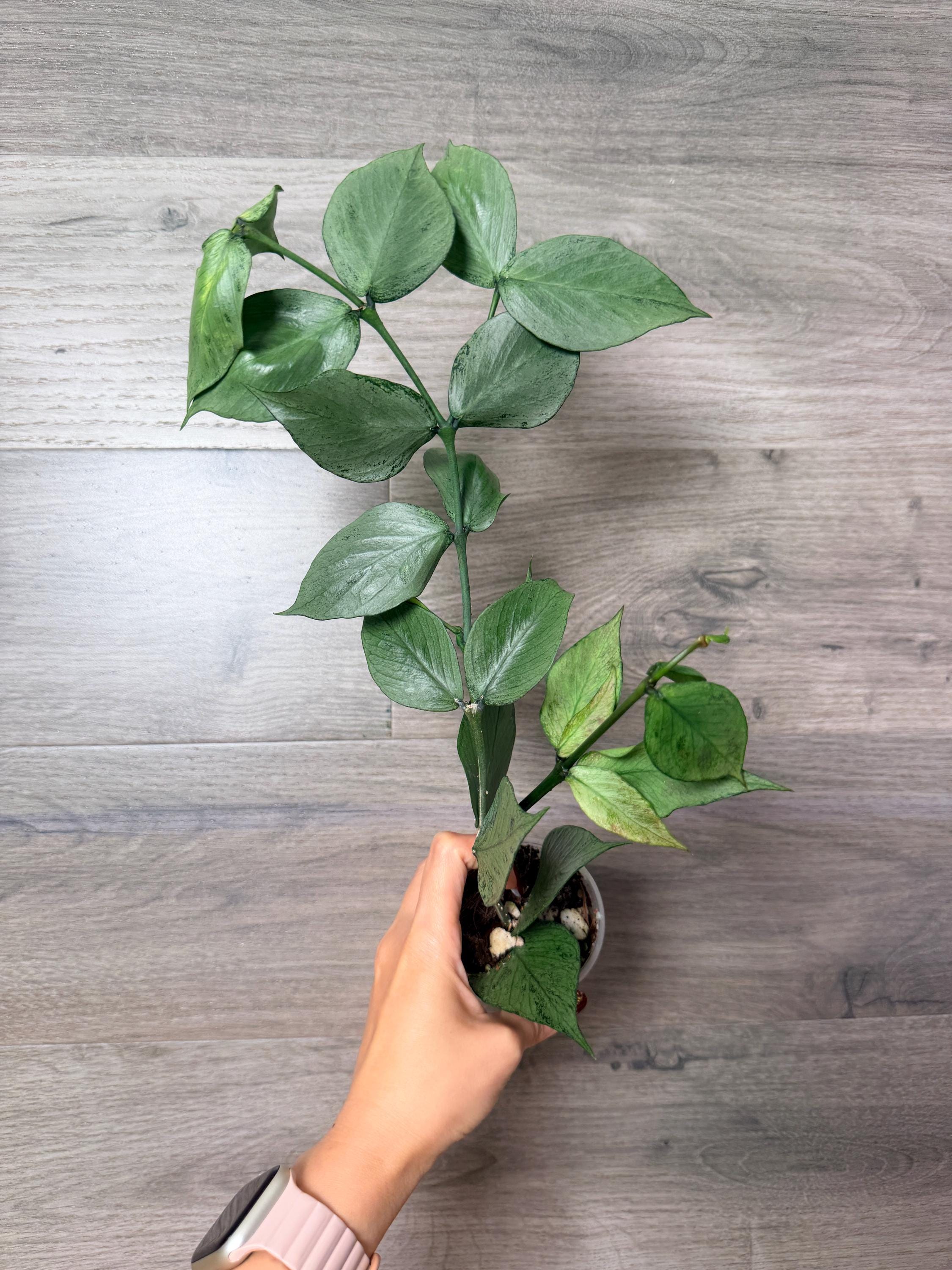 US Seller- Hoya Silver Polyneura Broget Fully Rooted Stable Plant