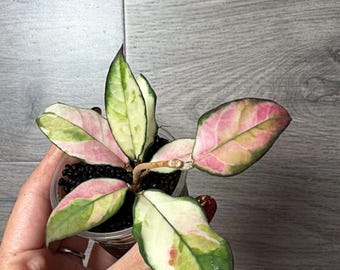 RARE Hoya Rigidifolia Variegated Unrooted Cutting (1 Node, 2