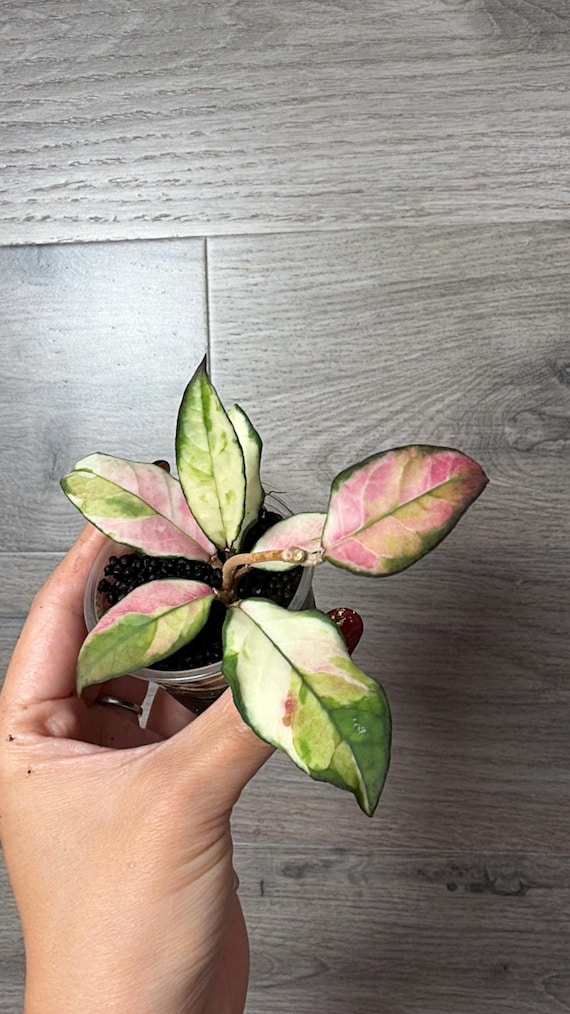 US Seller - Rooted Hoya Crassipetiolata Variegated Extremely Rare