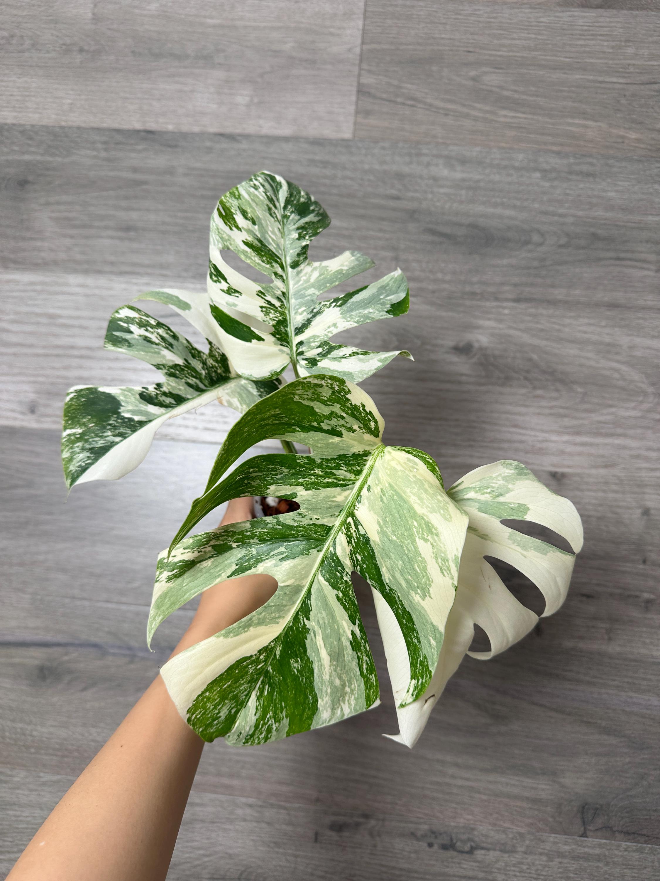 US Seller- Monstera Albo Borsigiana Deliciosa Variegated Fully ROOTED  Stable Great Variegation - Pick You Own - Etsy