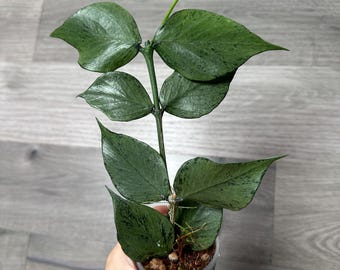 US Seller- Hoya Silver Polyneura Broget Fully Rooted Stable Plant