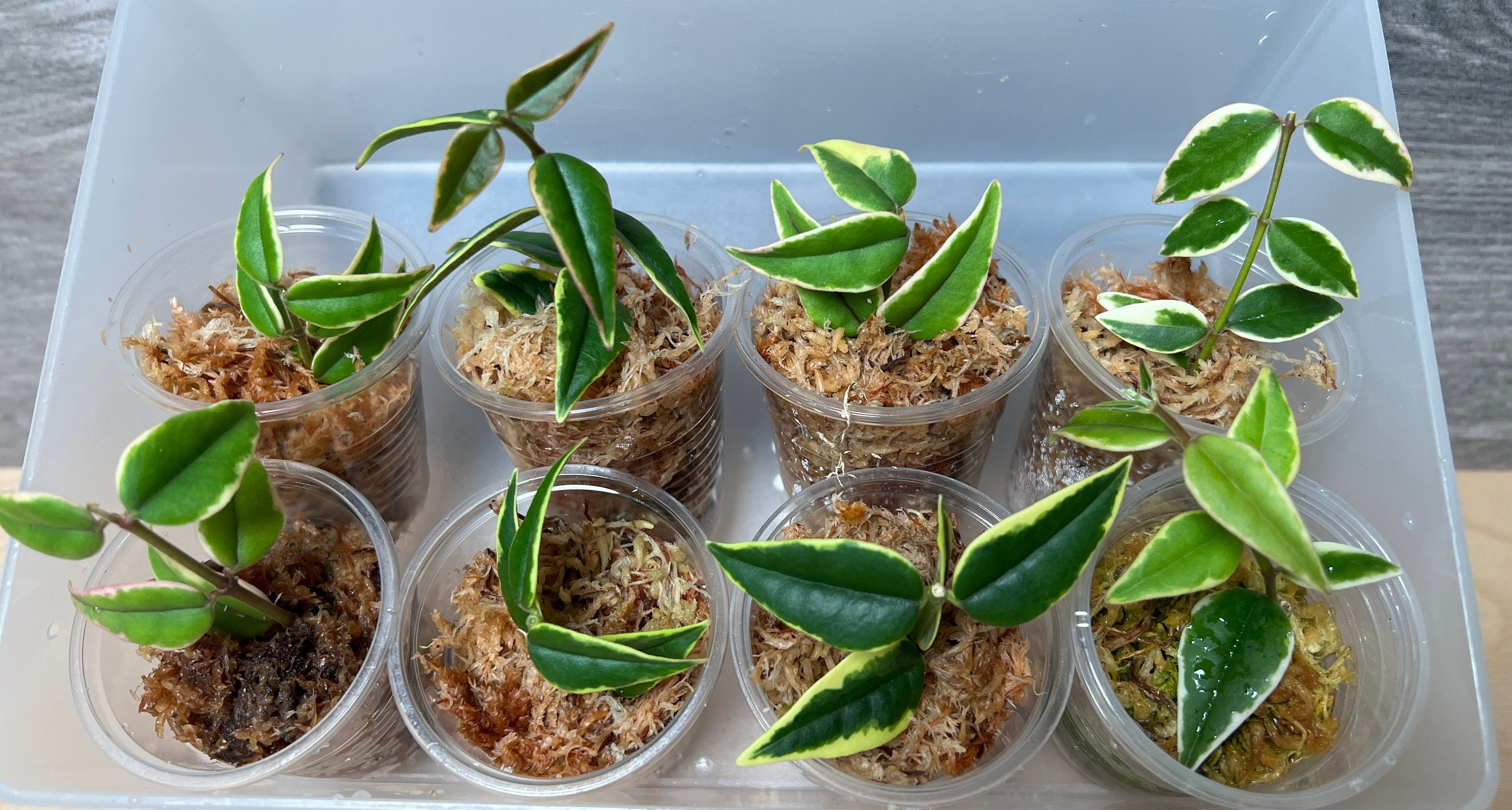 US Seller- Hoya Bella Albomarginata 2+ nodes STATBLE ROOTED cuttings