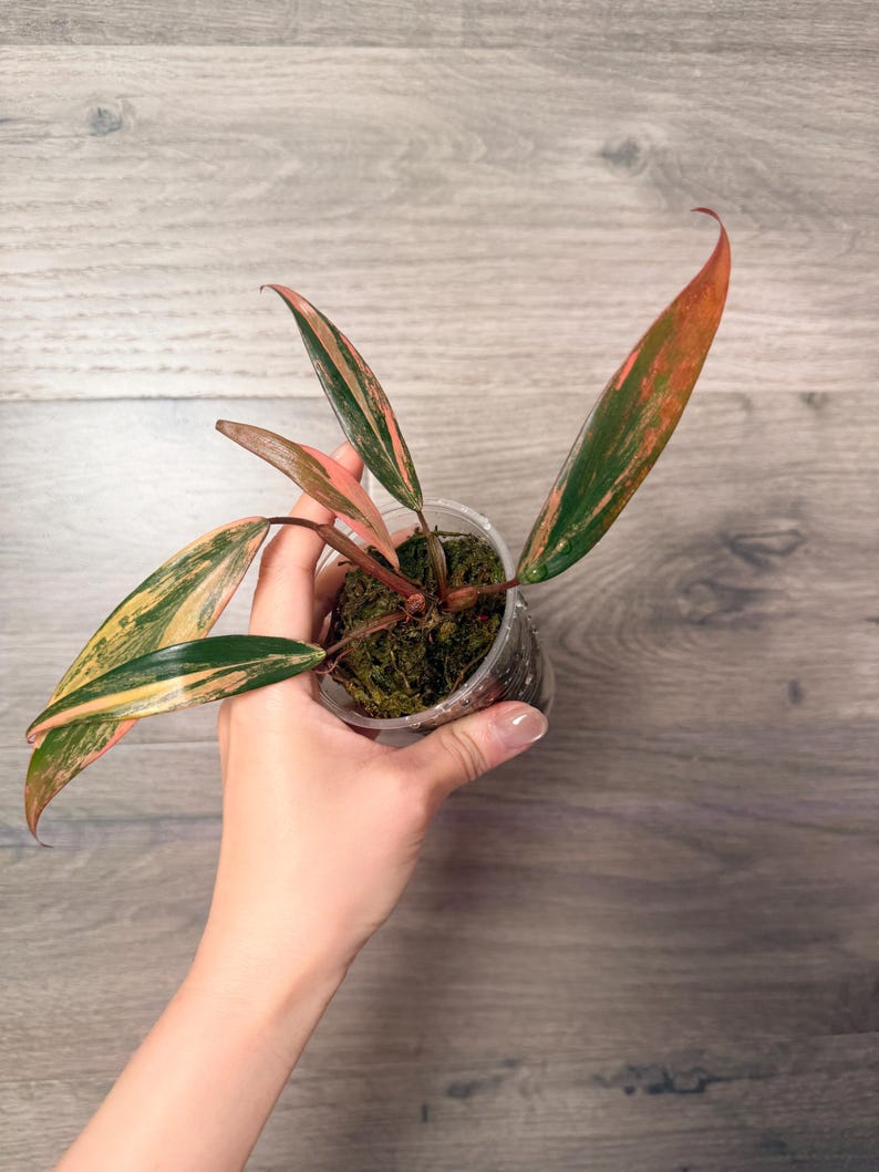 LeafyFiona Philodendron Strawberry Shake - Thumbnail 2