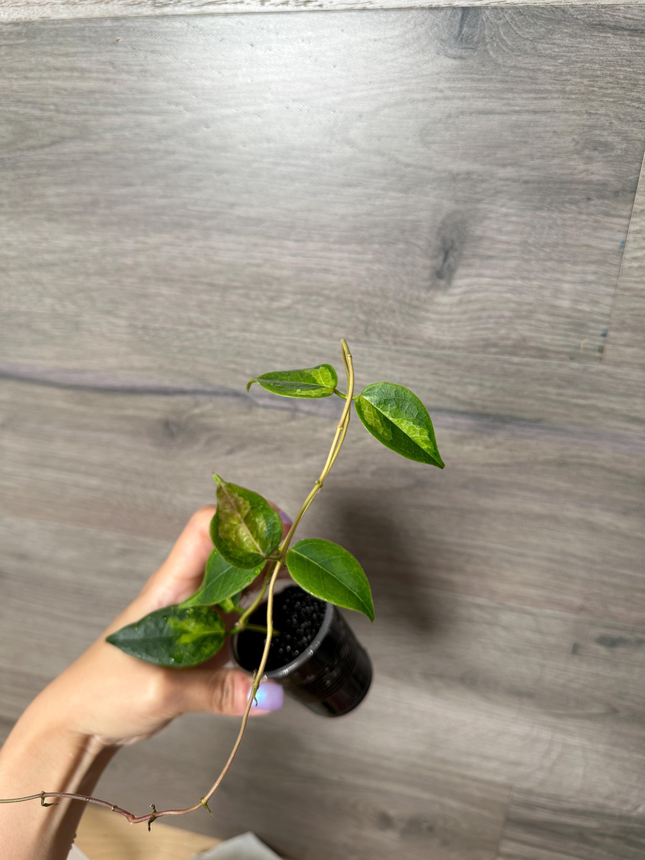 US Seller - Hoya Dennisii Frida Rooted- Pick Your Own - Etsy