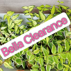Variegated Hoya Bella Albo inner / outter variegated Fully Rooted Stabe plant with Multiple growth Point CLERANCE pick your own- Jan Restock