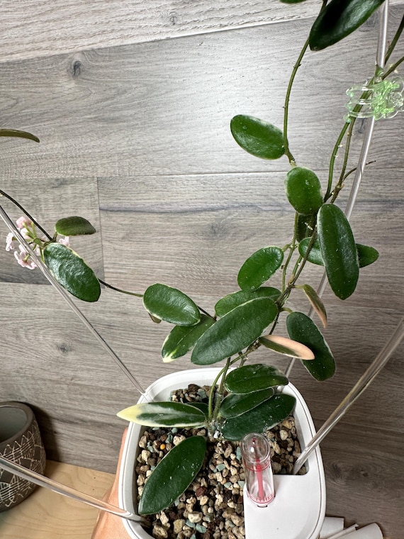 US Seller - Hoya Lyi Prism Pink Flower ONE NODE Cutting Unrooted