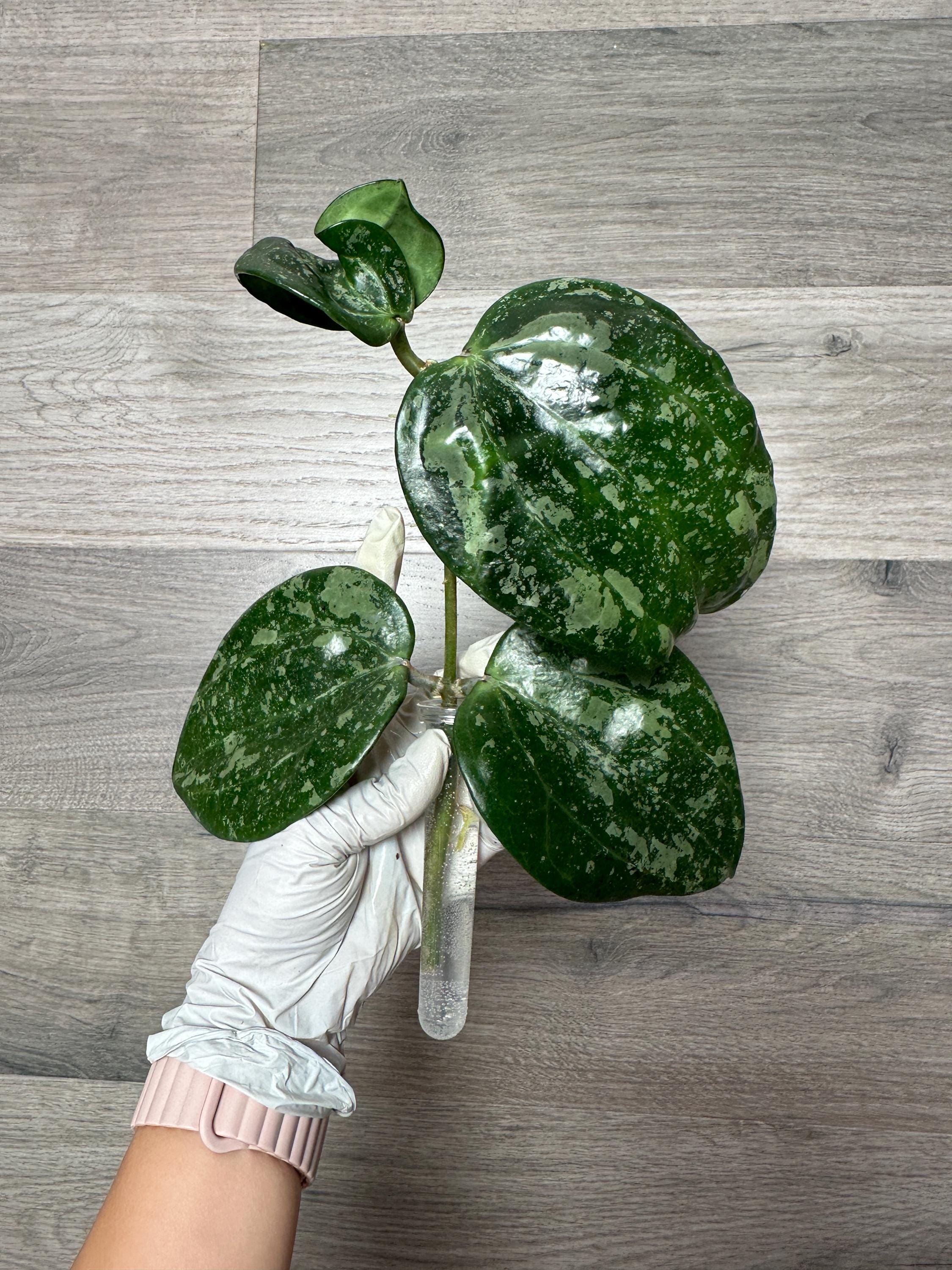 US Seller - Hoya Latifolia Snow Queen Splash Silver Cutting