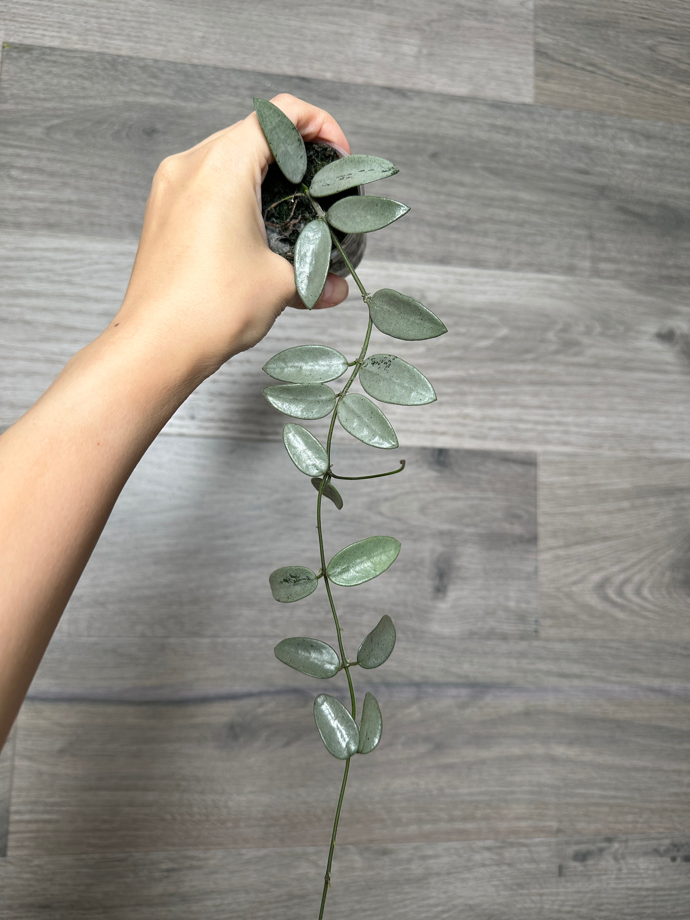 US Seller Hoya Lima Stable Silver Very Rare Fully Rooted NODE