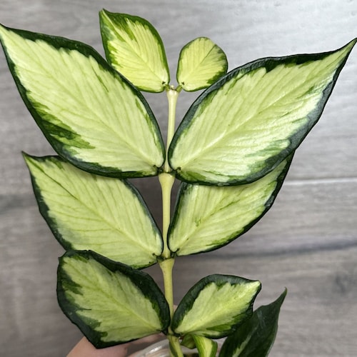 US Seller- Hoya Diversifolia Maharani Variegata VERY Rare - ONE