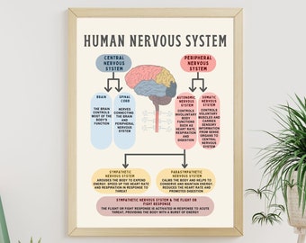 The Human Nervous System Brain Poster Fight or Flight Response CBT DBT EMDR Psychologist School Counselor Therapy Office decor therapy tools