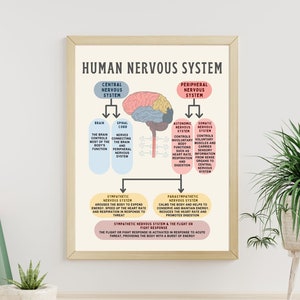 The Human Nervous System Brain Poster Fight or Flight Response CBT DBT EMDR Psychologist School Counselor Therapy Office decor therapy tools