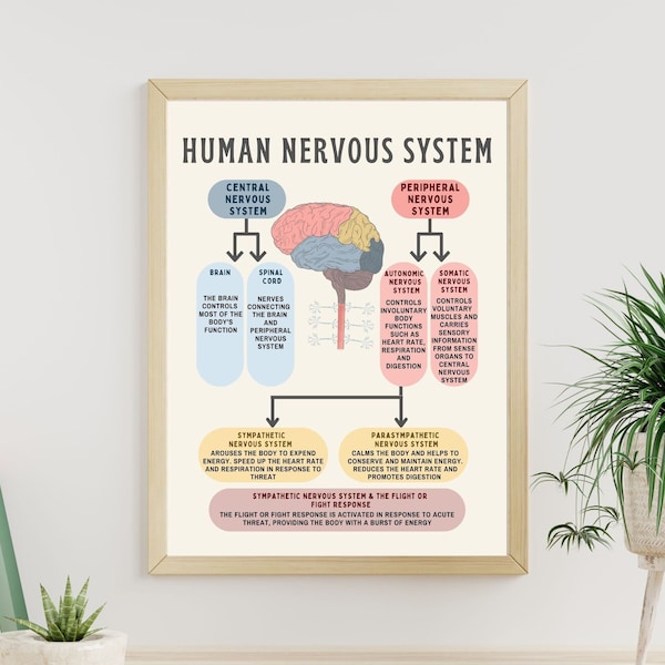 L'affiche du cerveau du système nerveux humain Fight or Flight Response CBT DBT EMDR Psychologue School Counselor Therapy Outils de thérapie de décoration de bureau