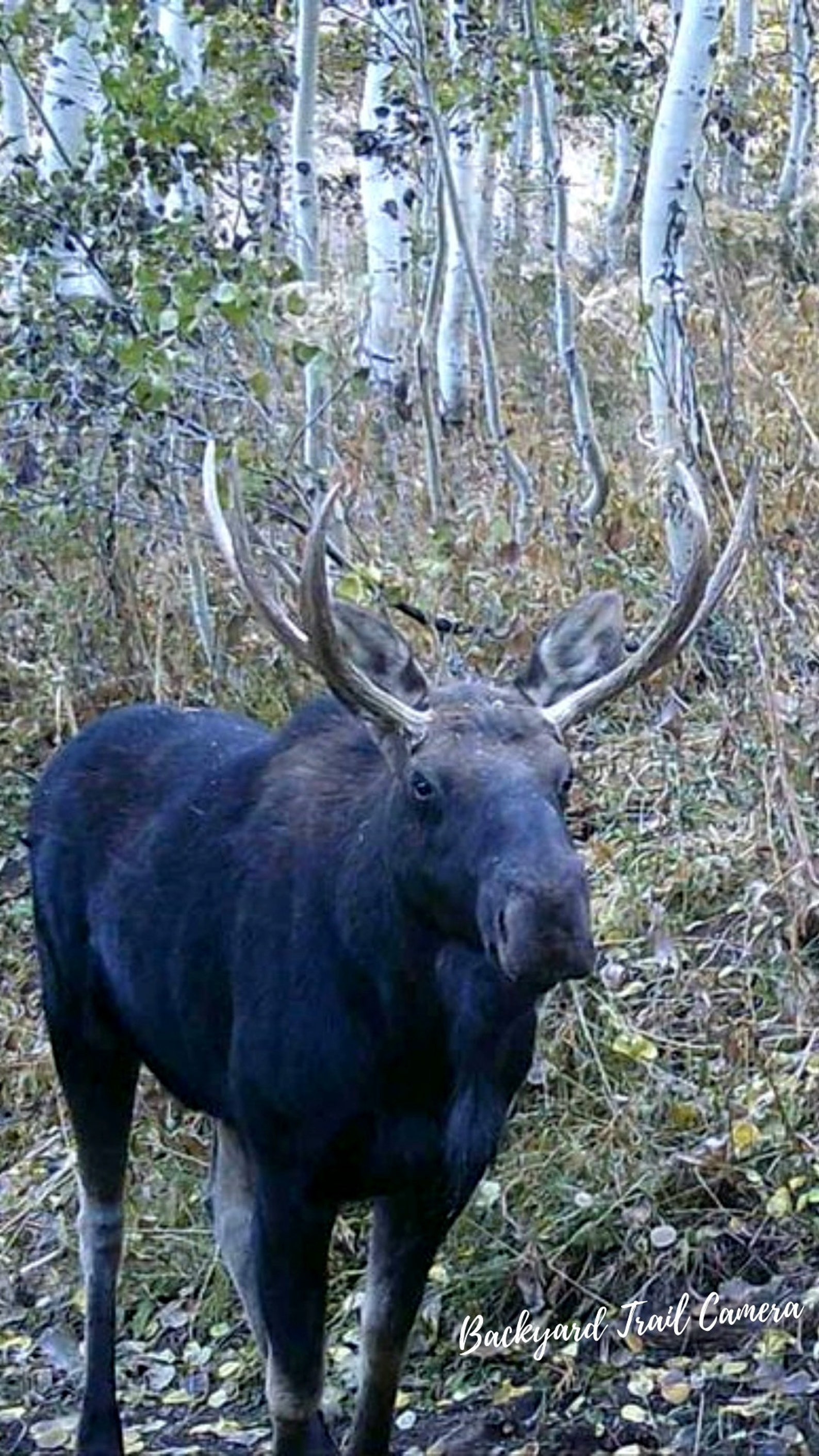 Moose Wallpaper - Etsy