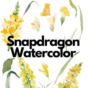 Yellow Snapdragon Watercolor Floral PNG Bundle Illustrations, Instant Download