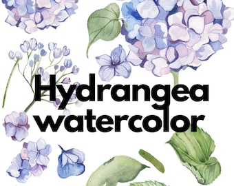 Hydrangea Watercolor Floral PNG Bundle Illustrations
