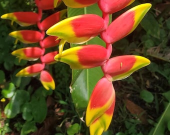 Heliconia rostrata – Hanging Lobster Claw Plant Rhizome