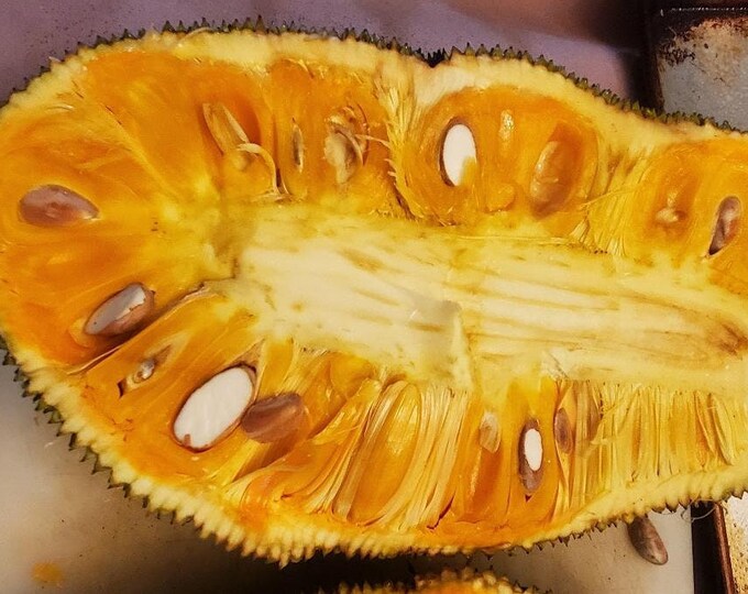 10 Orange Crush Jackfruit Seeds Etsy
