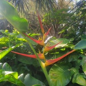 Heliconia Red Yellow Gyro 2 rhizomes