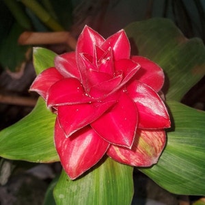 Costus Barbatus Ginger rhizome