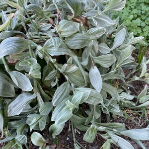Yellow Zebra Tradescantia  | T. fluminensis &#39;Aureovariegata&#39; | Plant Cutting | Tradescantia Cutting | Houseplant | Propagation