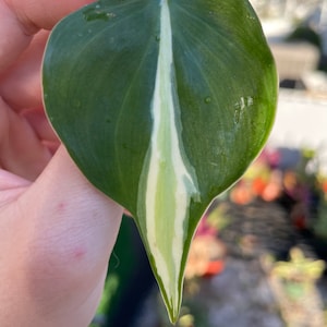 Silver-Stripe Philodendron Cutting  | Plant Cutting | Pothos Cutting | Single Node | Houseplant | Propagation