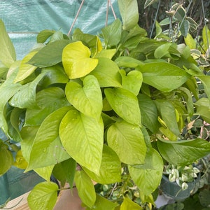 Neon Pothos Cutting  | Plant Cutting | Pothos Cutting | Single Node | Houseplant | Propagation