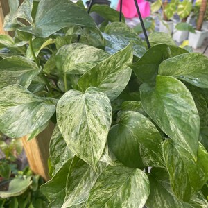 Marble Pothos Cutting  | Plant Cutting | Pothos Cutting | Single Node | Houseplant | Propagation