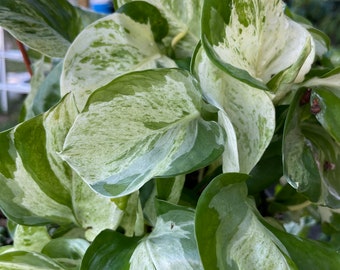 Manjula Pothos Cutting  | Plant Cutting | Pothos Cutting | Single Node | Houseplant | Propagation