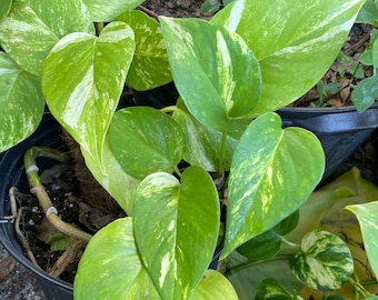 Golden Pothos Cutting  | Plant Cutting | Pothos Cutting | Single Node | Houseplant | Propagation