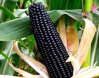 50pcs Black Corn Heirloom Seeds - Non-GMO, Open-Pollinated, Flour Corn - Untreated Seeds for Exquisite Culinary Creations