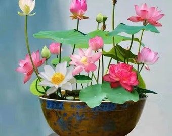 Mixed Color Lotus Seeds for Planting - 10 Seeds - Beautiful Water Plants for Ponds and Gardens