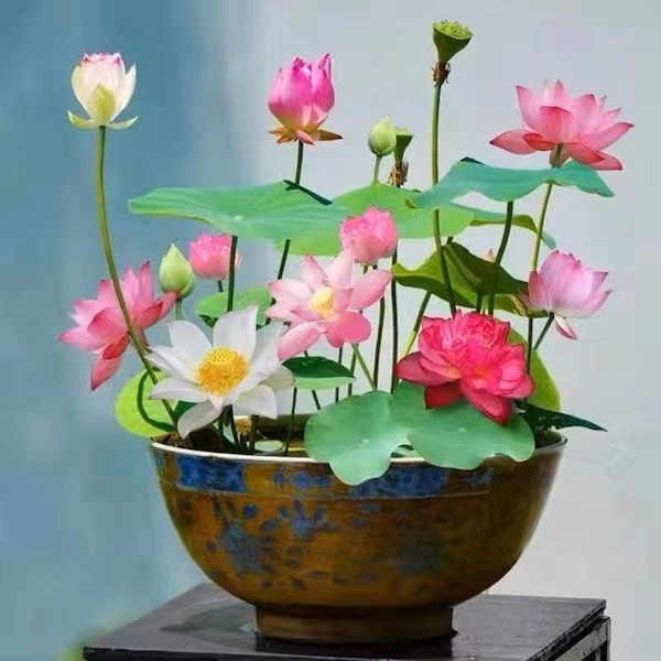Mixed Color Lotus Seeds for Planting - 10 Seeds - Beautiful Water Plants for Ponds and Gardens