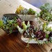 Mixed Succulent Plant Seeds - 100pcs/pack Lithops & Succulent Cactus Seeds