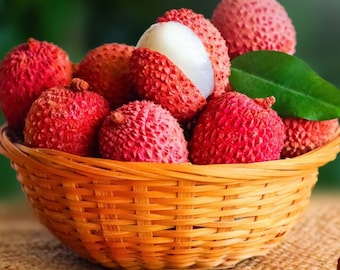 10pcs Lychee Tropical Fruit Heirloom Seeds - Non-GMO Litchi Seed for Exotic Home Gardening