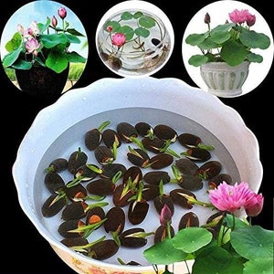 10pcs Pre-Sprouted Mixed Color Bonsai Bowl Lotus - Ideal Indoor and Outdoor Aquatic Plants, Ready to Thrive