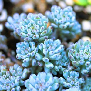 24 Varieties Rare Succulents Seeds, Lithops Seeds, 100pcs/pack