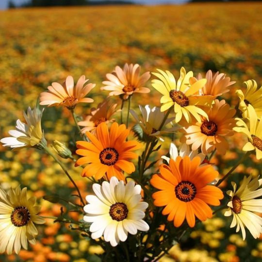 Bright Lights™ Horizon™ Sunset - African Daisy