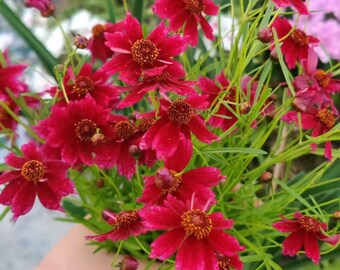 500 Semi Di Girasole Gigante + Omaggio 200 Semi Di Ipomea Fucsia/Blu – Fai L'Orto