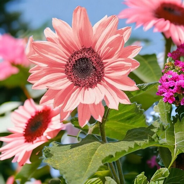 50PCS Iris Tectorum Rose Sunflower Seeds - Non-GMO Heirloom Variety - Pink Blooms for Your Flourishing Garden