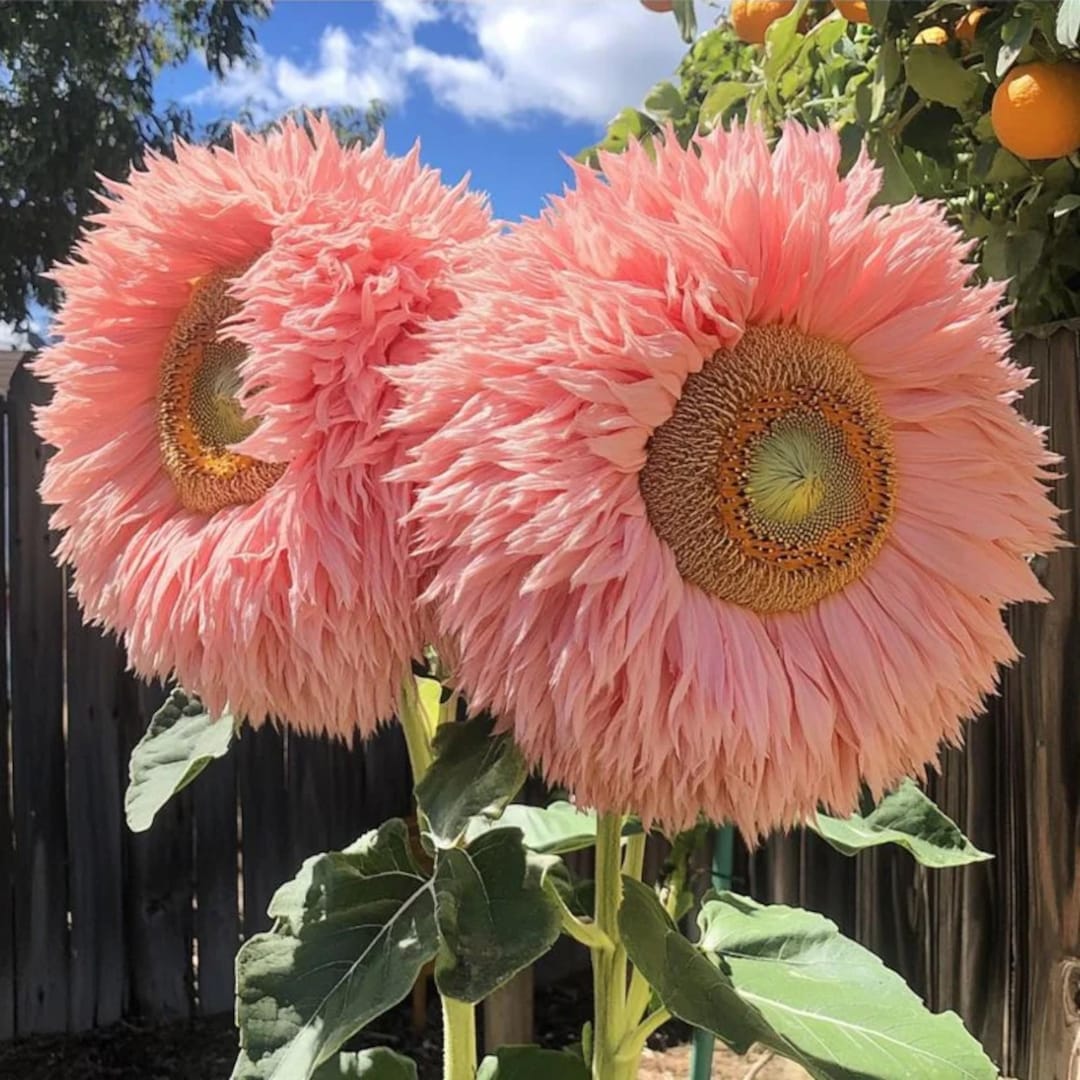 50pcs Pink Giant Teddy Bear Sunflower Seeds – Rare Non-gmo Heirloom ...