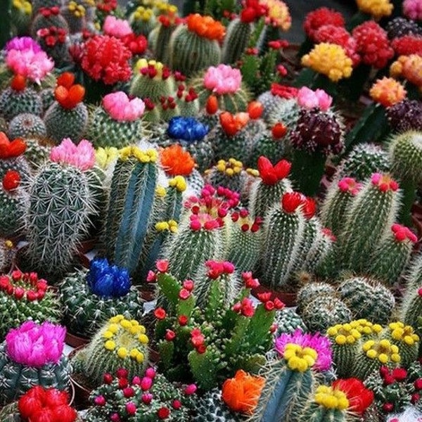 Mixed Multi- Color Cactus Seeds, 100pcs/pack