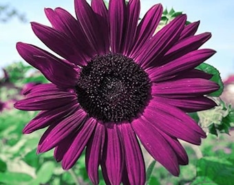 50pcs Purple Sunflower Seeds for Planting - Non GMO Heirloom Garden - Planting Instructions for Easy Grow - Great Gardening Gifts