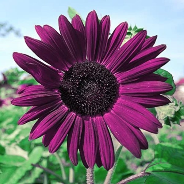 50pcs Purple Sunflower Seeds for Planting - Non GMO Heirloom Garden - Planting Instructions for Easy Grow - Great Gardening Gifts