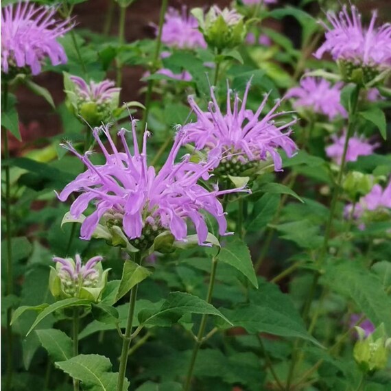 NYGardenia 1000 Purple Bee Balm Seeds – Monarda Perennial, Pollinator-Friendly, Zones 4-9