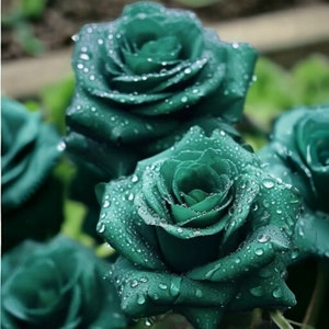 20pcs Scottish Green Rose Seeds - Non-GMO Heirloom Variety for Your Garden - Planting Instructions Included