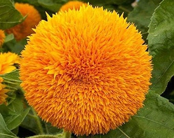 Teddy Bear Dwarf Sunflower Seeds - 50Pcs/pack - Non-GMO Heirloom Blooms for Your Charming Garden