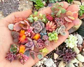 Creëer een prachtige vetplantenoase met 200 stuks zeldzame gemengde vetplantenzaden, mooie en kleurrijke wonderen voor uw binnen- en buitentuinen