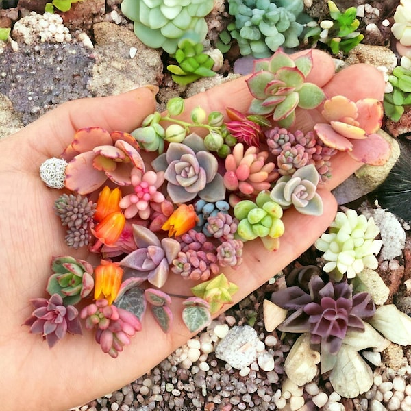 Create a Stunning Succulent Oasis with 200pcs Rare Mixed Succulent Seeds Beautiful and Colorful Marvels for Your Indoor and Outdoor Gardens