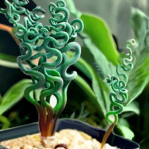 May include: A close-up of a green curly plant with multiple stems growing in a black pot. The plant has a unique, spiraled shape and is a popular choice for indoor gardening.